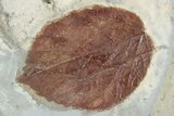 Two Fossil Leaves (Davidia & Beringiaphyllum) - Montana #226162-1